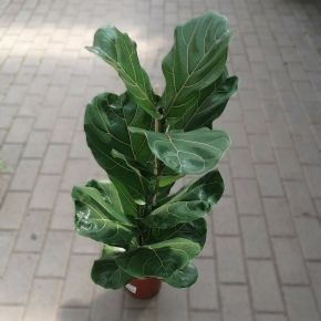 Lantlevelű fikusz  FICUS LYRATA CS17