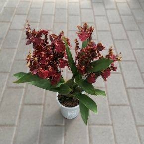 Orchidea ORCHIDEA FAJTÁK CS12