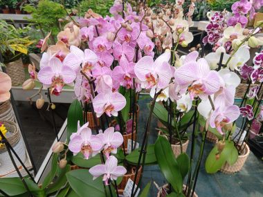 Lepkeorchidea PHALAENOPSIS CS12
