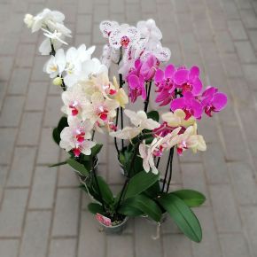 Lepkeorchidea PHALAENOPSIS CS12