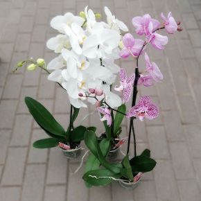 Lepkeorchidea PHALAENOPSIS CS12