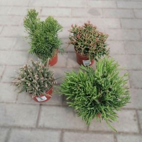 Vesszőkaktusz  RHIPSALIS FAJTÁK CS12