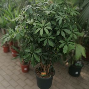 Sugárarália SCHEFFLERA COMPACTA CS35