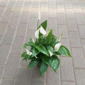Vitorlavirág  SPATHIPHYLLUM BELLINI CS13