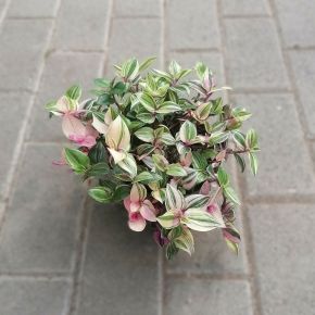 Kerti tradeszkancia TRADESCANTIA QUADRICOLOR CS12