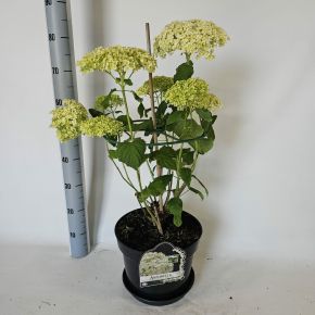 Cserjés hortenzia   HYDRANGEA ARBORESCENS ANNABELLE K10