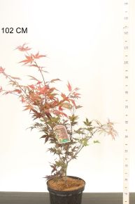 Japán juhar  ACER PALMATUM ATROPURPUREUM 50/60 K7,5