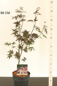 Japán juhar     ACER PALMATUM BLOODGOOD 60/80 K4,6