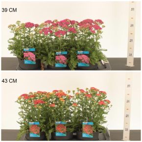 Közönséges cickafark   ACHILLEA MILLEFOLIUM MIX CS17