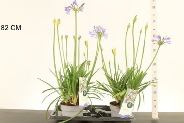 Afrikai szerelemvirág   AGAPANTHUS AFRICANUS CHARLOTTE 60/70 K2