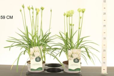 Afrikai szerelemvirág   AGAPANTHUS AFRICANUS DOUBLE DIAMOND 45/50 CS14