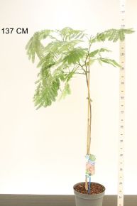 Selyemakác   ALBIZIA JULIBRISSIN OMBRELLA 50/60 CS23