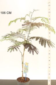 Selyemakác ALBIZIA JULIBRISSIN SUMMER CHOCOLATE 40/50 CS19