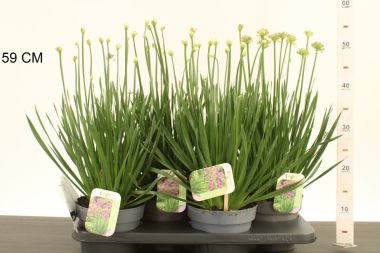 Díszhagyma ALLIUM MILLENNIUM CS17
