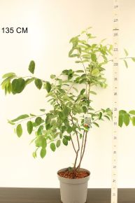 mézalmácska  AMELANCHIER LAMARCKII 80/100 K7,5