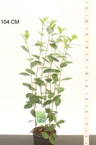 Fekete törpeberkenye  ARONIA ARBUTIFOLIA BRILLIANT 50/60 K3