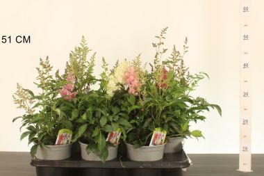 TOLLBUGA ASTILBE FAJTÁK CS15
