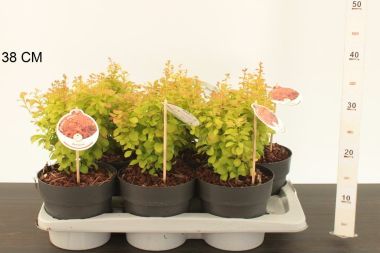 Japán vérborbolya    BERBERIS THUNBERGII ORANGE ICE 20/25 CS17