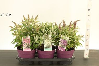 Nyári orgona  BUDDLEIA DAVIDII BUTTERFLY CANDY 25/30 K3