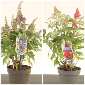 Nyári orgona  BUDDLEIA DAVIDII BUTTERFLY CANDY LITTLE 30/35 CS19