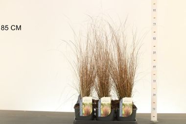Bőrlevelű sás CAREX BUCHANANII RED ROOSTAR 20/30 K2