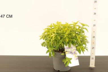 Angol kékszakáll  CARYOPTERIS CLANDONENSIS HINT OF GOLD 30/40 K4,6