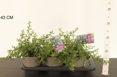 Kék táskavirág  CEANOTHUS THYRSIFLORUS REPENS 25/+ CS17