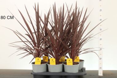 Bíbor bunkóliliom   CORDYLINE AUSTRALIS RED STAR 50/60 K2,5