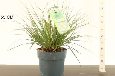 Pampafű    CORTADERIA SELLOANA TINY PAMPA 40/50 K6,5