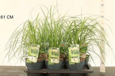 Pampafű  CORTADERIA FAJTÁK K2,5