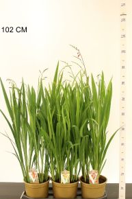 Kerti sáfrányfű  CROCOSMIA FAJTÁK CS19