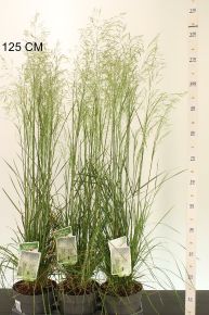 Gyepes sédbúza  DESCHAMPSIA GOLDSCHLEIER CS19