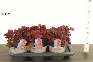 Tűzeső  HEUCHERA FAJTÁK MELTING FIRE K2