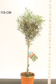 Olajfa OLEA EUROPAEA T65 CS21