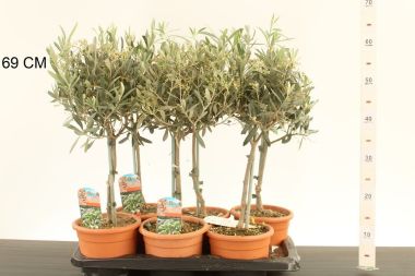 Olajfa  OLEA EUROPAEA T25 CS17