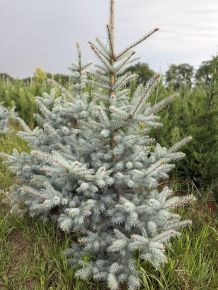 Ezüstfenyő PICEA PUNGENS EDITH 150/175*