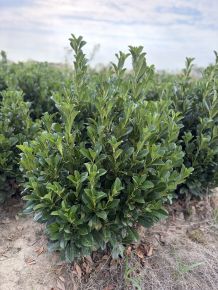 Oszlopos babérmeggy PRUNUS LAUROCERASUS BONAPARTE 80/100*