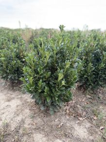 Oszlopos babérmeggy PRUNUS LAUROCERASUS BONAPARTE 60/80*