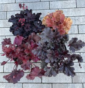 Tűzeső  HEUCHERA FAJTÁK K1,5