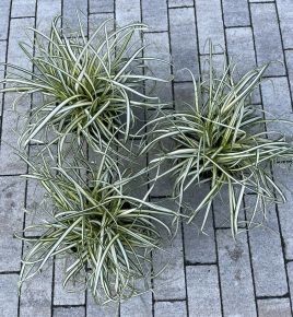 Madárlábú sás   CAREX OSHIMENSIS MOON FALLS K1,5