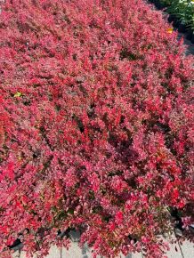 Japán vérborbolya    BERBERIS THUNBERGII CORAL K2