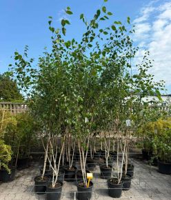 Himalájai nyír  BETULA UTILIS DOORENBOS KÉT TÖRZSES K10