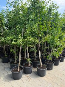 Páfrányfenyő   GINKGO BILOBA 200-220 K18