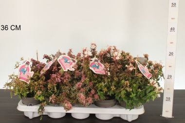 Nagyvirágú tárnicslonc    ABELIA GRANDIFLORA 20/30 CS11
