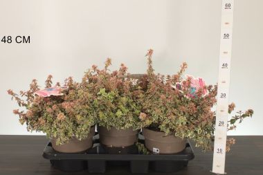 Nagyvirágú tárnicslonc    ABELIA GRANDIFLORA LITTLE LADY 30/35 CS19