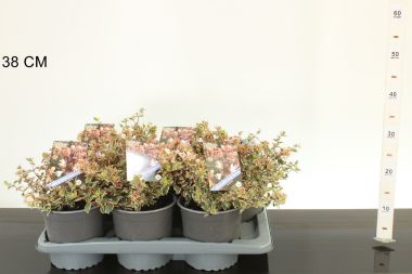 Nagyvirágú tárnicslonc    ABELIA GRANDIFLORA HAPPY DAYDREAM 20/25 CS17