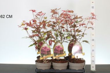 Japán juhar ' 'ACER PALMATUM ATROPURPUREUM 40/50 CS15