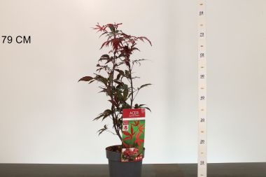 Japán juhar ' 'ACER PALMATUM BLOODGOOD 50/60 K3
