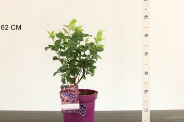 mézalmácska  AMELANCHIER ALNIFOLIA FAJTÁK 40/60 K5