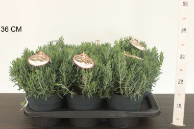 Tőzegrozmaring     ' 'ANDROMEDIA POLIFOLIA BLUE ICE 15/20 CS17